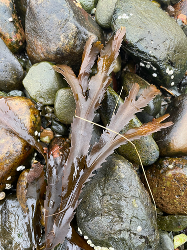 Fucus serratus observed 2026-10-27