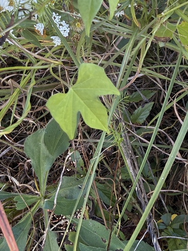 Ipomoea hederifolia observed 2026-10-27