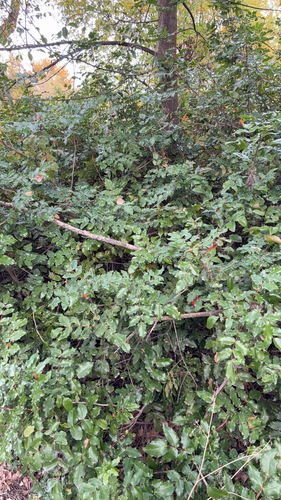 Berberis, 2026-10-27