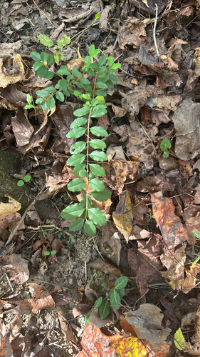 Ligustrum sinense observed 2026-10-27