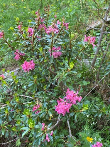 Rhododendron observed 2026-10-27