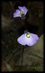 Utricularia grampiana