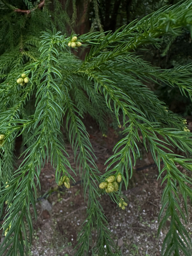 Cryptomeria japonica observed 2026-10-27