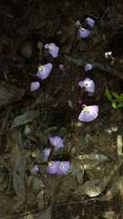 Utricularia grampiana