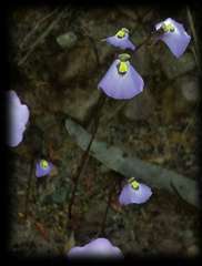Utricularia grampiana