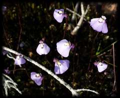 Utricularia grampiana