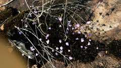 Utricularia grampiana