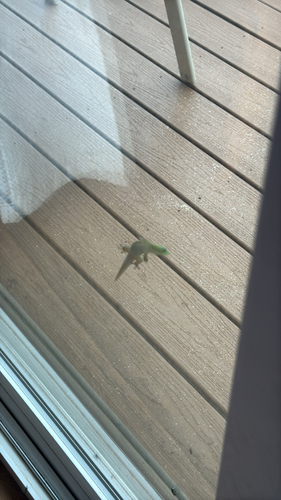 Phelsuma laticauda, 2026-10-27