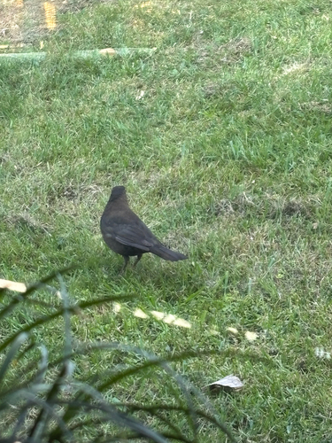 Turdus merula, 2026-10-28