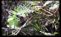 Pimelea pagophila