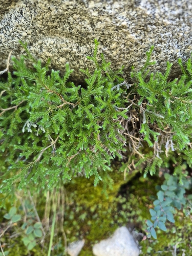 Selaginella observed 2026-10-27