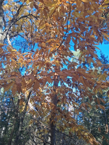 Castanea observed 2026-10-27