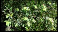 Pimelea pagophila