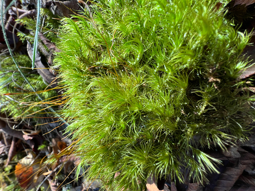 Dicranum scoparium observed 2026-10-27