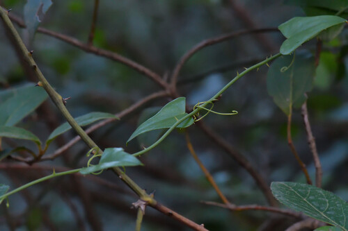 Smilax observed 2026-10-27
