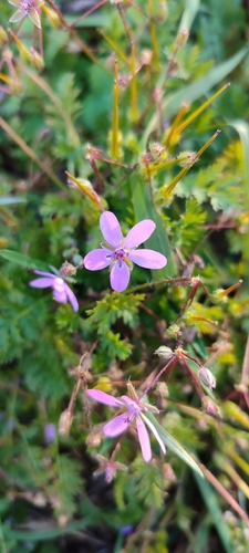 Erodium cicutarium observed 2026-10-27