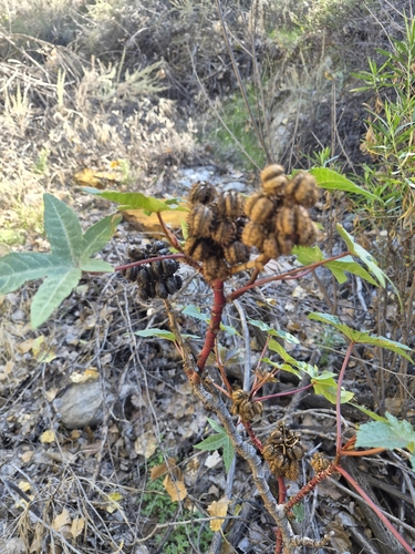 Ricinus communis observed 2026-10-27