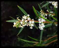 Leucopogon neurophyllus