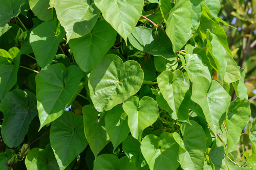 Ipomoea alba observed 2026-10-26