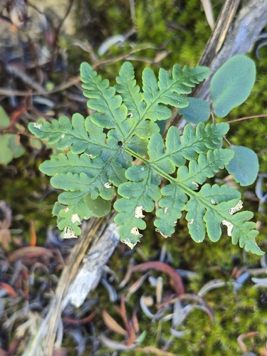 Pentagramma triangularis observed 2026-10-27
