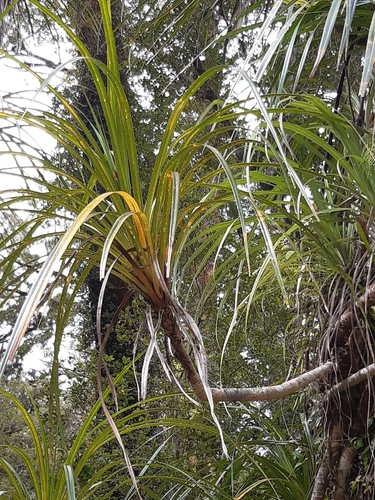 Freycinetia banksii observed 2026-10-24