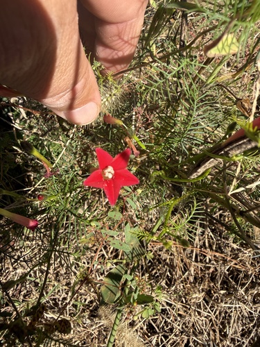 Ipomoea quamoclit observed 2026-10-27