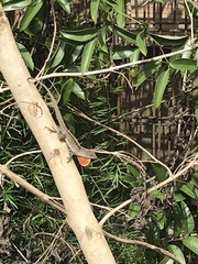 Anolis sagrei