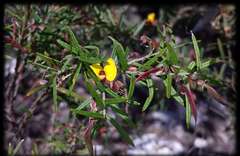 Pultenaea benthamii