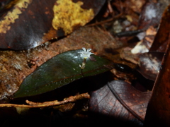 Gymnosiphon minutus