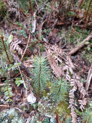 Dawsonia observed 2026-10-24