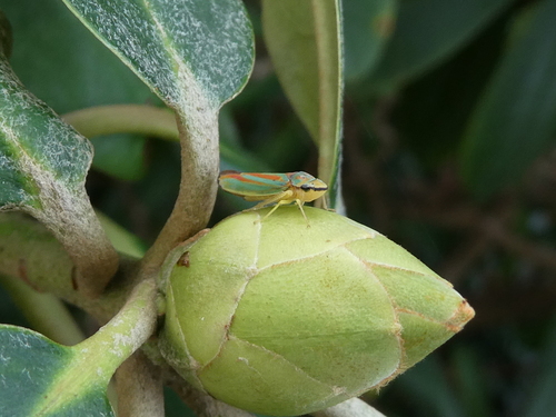 Rhododendron observed 2026-10-27