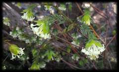 Pimelea linifolia linoides