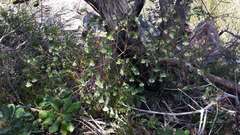Pimelea linifolia linoides