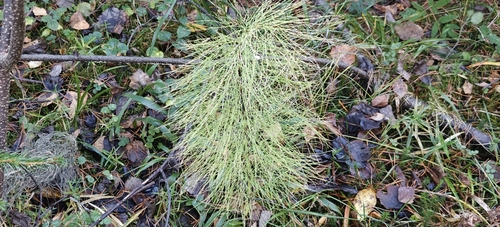 Equisetum sylvaticum observed 2026-10-27