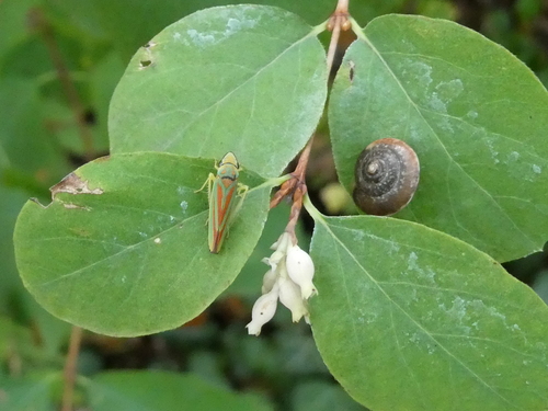 Rhododendron observed 2026-10-27