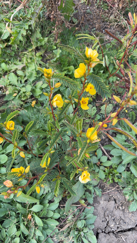Cassia observed 2026-10-27