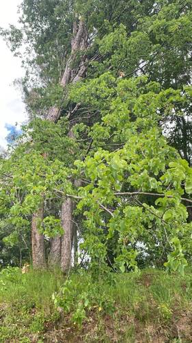 Nothofagus observed 2026-10-27