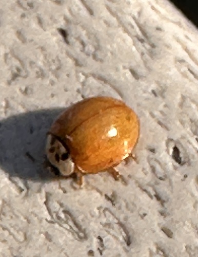 Harmonia observed 2026-10-27