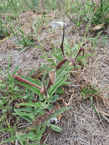 Aristolochia observed 2026-10-27