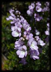 Euphrasia collina trichocalycina
