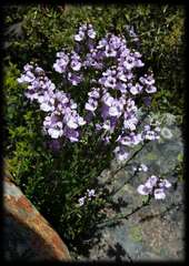 Euphrasia collina trichocalycina
