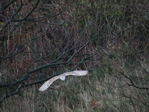 Tyto alba photograph by the iNaturalist community