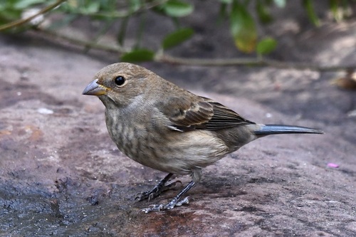 Passerina cyanea observed 2026-10-26