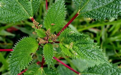 Fleurya observed 2026-10-12