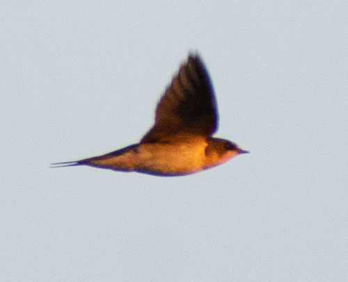 Hirundo rustica observed 2026-10-27