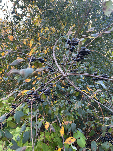 Rhamnus observed 2026-10-27