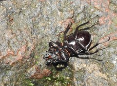 Neolucanus sinicus championi