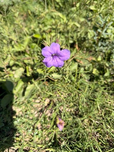 Ruellia observed 2026-10-27