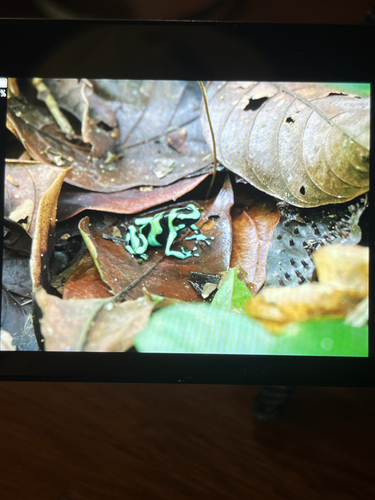Dendrobates auratus observed 2026-10-27