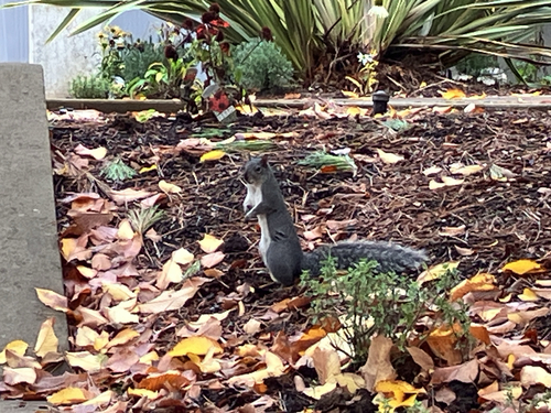 Sciurus griseus, 2026-10-27